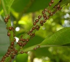 uploads/images/pest/coffee scales.jpg